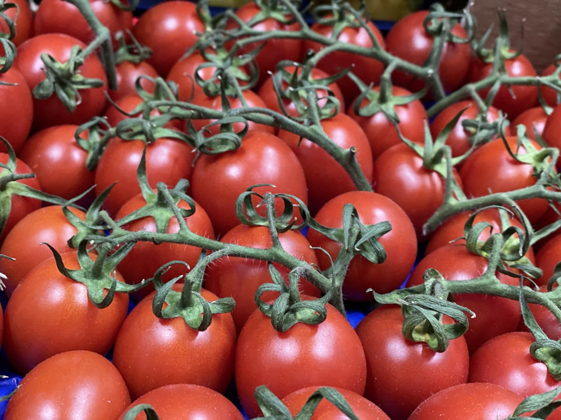 Pachino Cherry Tomatoes